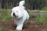 BICHON FRISE 403